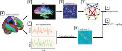 Abnormal Anatomical Rich-Club Organization and Structural–Functional Coupling in Mild Cognitive Impairment and Alzheimer's Disease